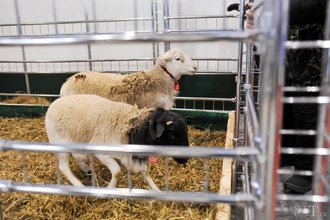 Автор фото: Arichi