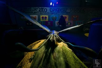 Автор фото: Arichi