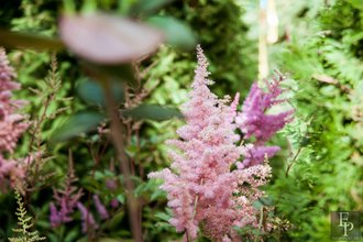 Автор фото: Arichi
