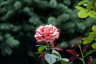 Автор фото: Arichi