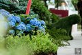 Moscow flower show 2016
