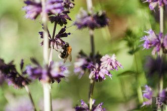 Автор фото: Arichi
