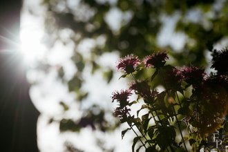 Автор фото: Arichi