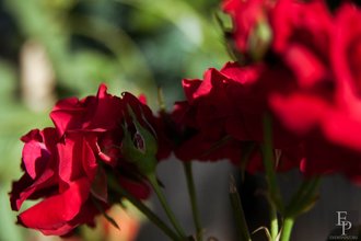 Автор фото: Arichi