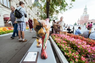 Автор фото: Arichi