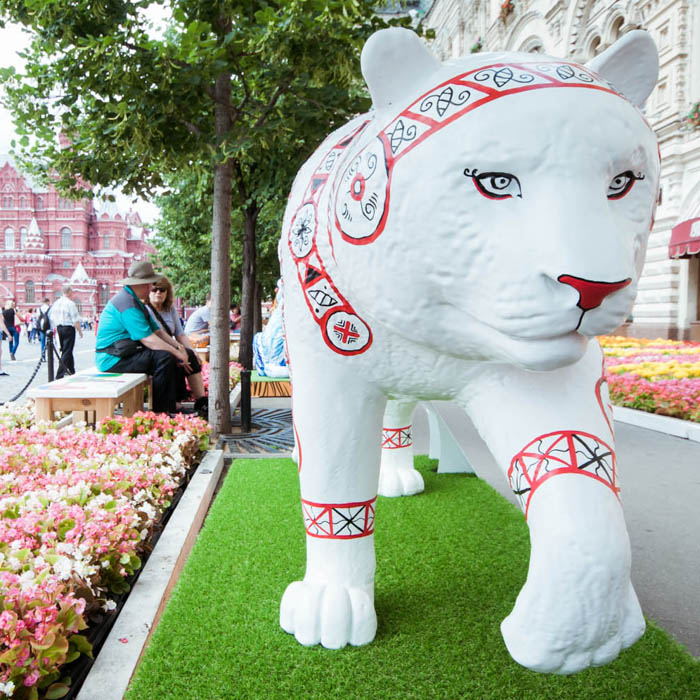 Парад диких кошек фото видео отчёт